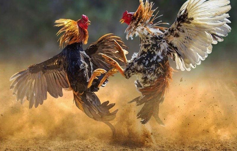 Cách thực hiện và tối ưu hóa trải nghiệm trên Gausv368